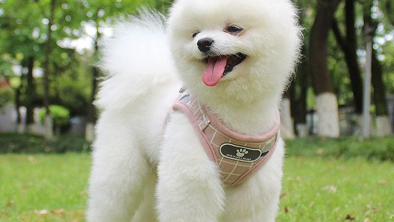 螺杆式与离心式冷水机组：核心差异解析